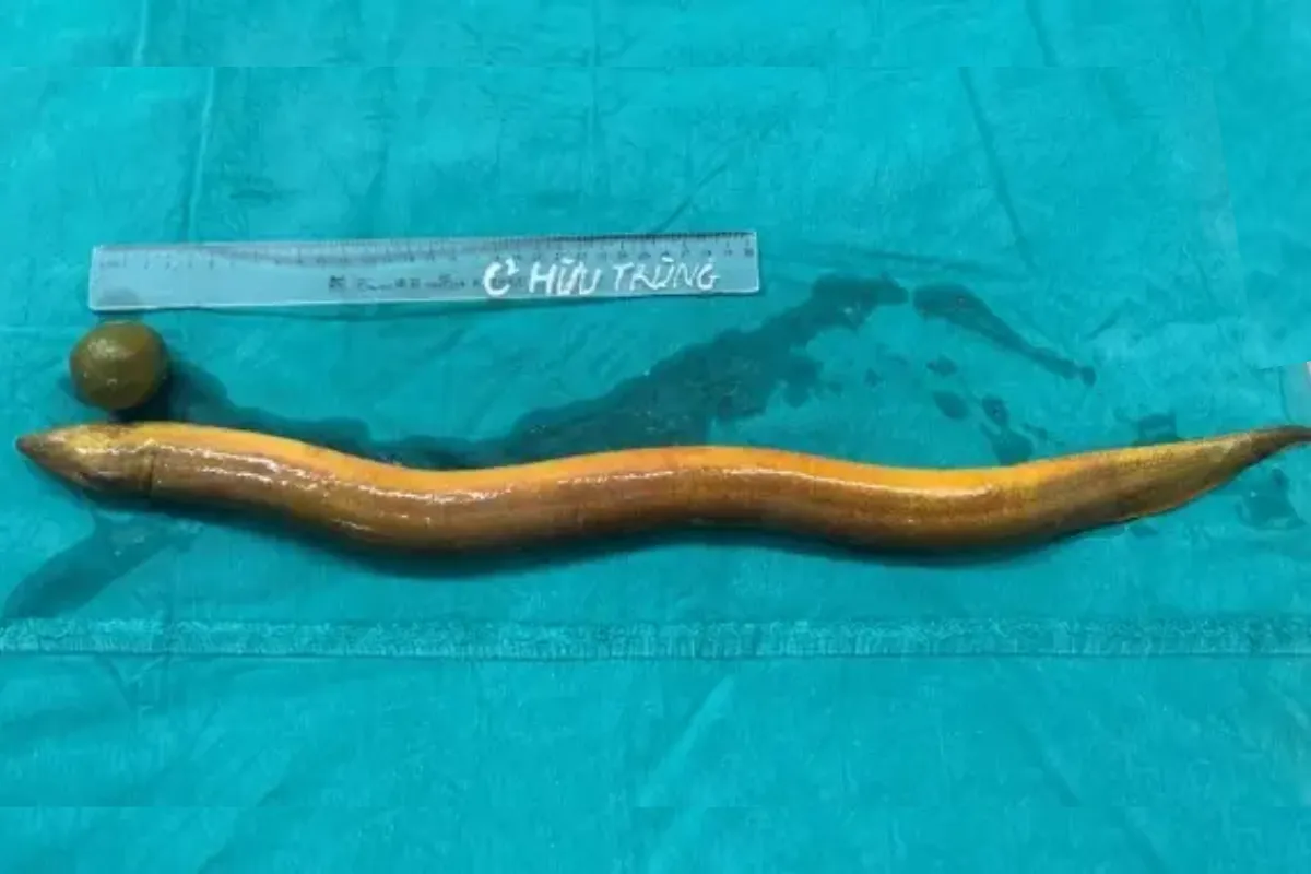 Live Eel