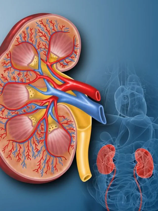 Kidney health (1)
