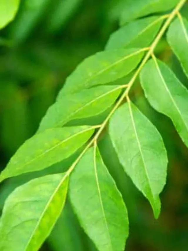 curry leaves (1)