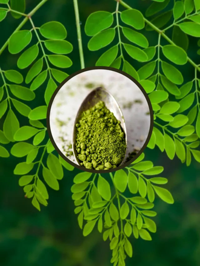 moringa (1)