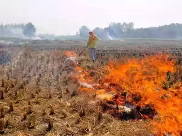 Punjab News: Efforts Bear Fruit: Punjab Witnesses 73% Drop in Farm Fires