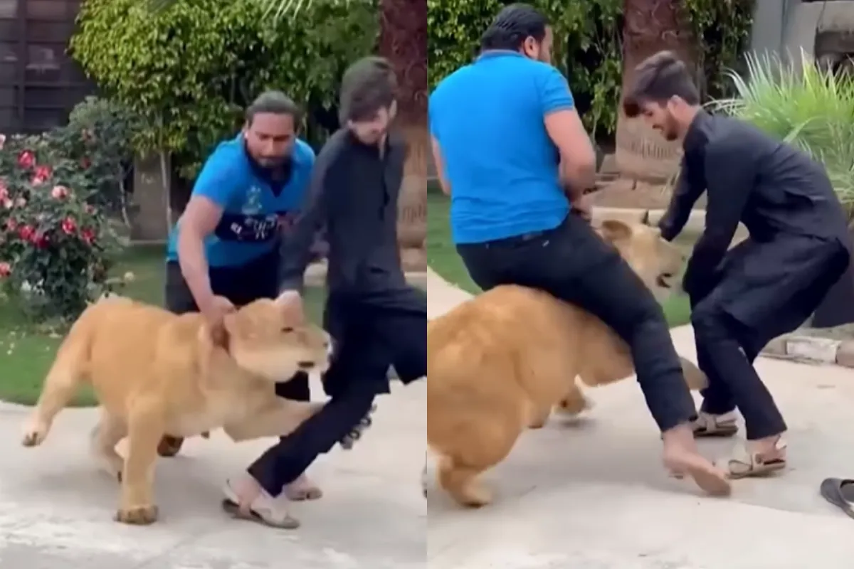 Animal Viral Video