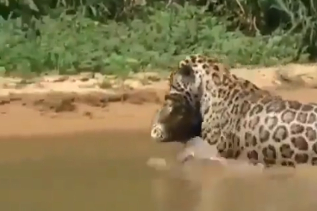 Animal Viral Video: Flawless! Jaguar Takes on Crocodile in Fearsome Battle, Watch