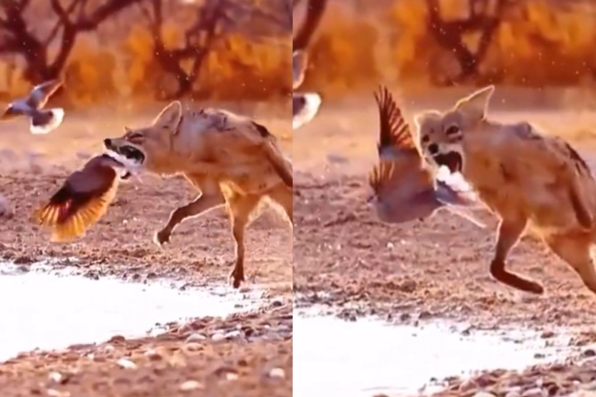 Animal Viral Video: Yamraj On Leave! Fox Leaps In Air, Pounces on Bird Ferociously, The End Raises Question On Destiny