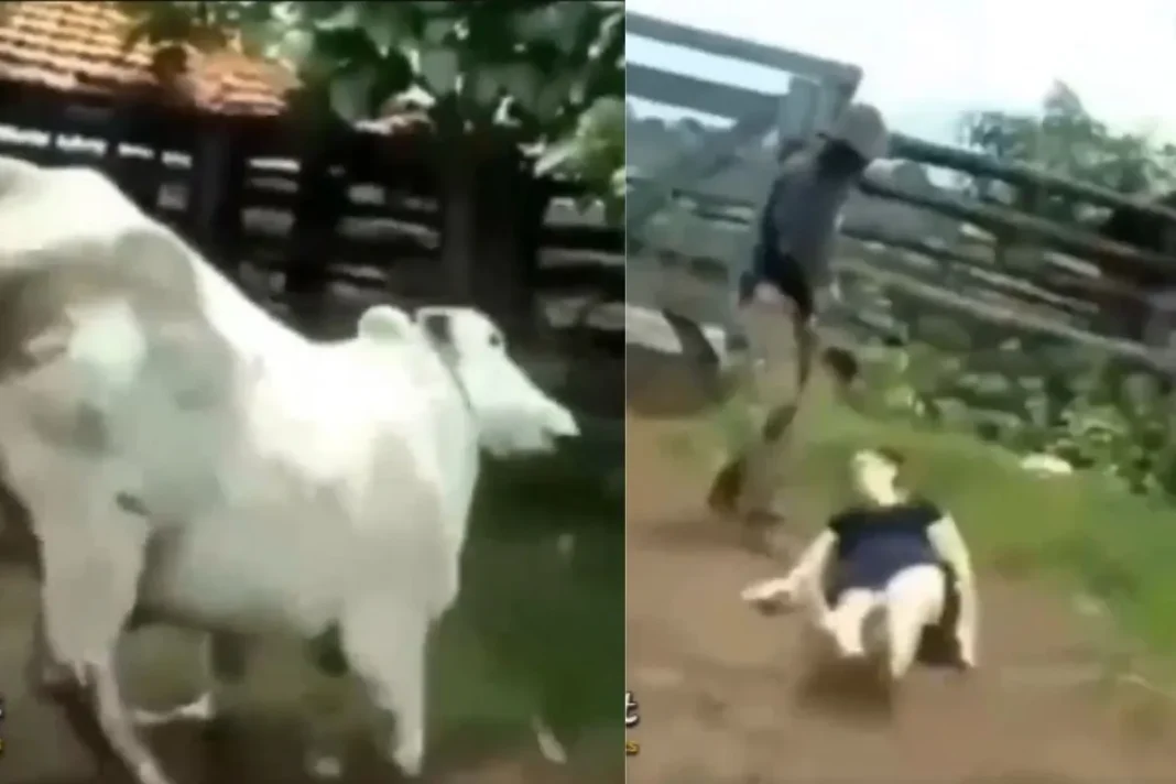 Animal Video: Woman Tries to Help the Cow, Gets a Violent Kick in Return; Video Goes Viral