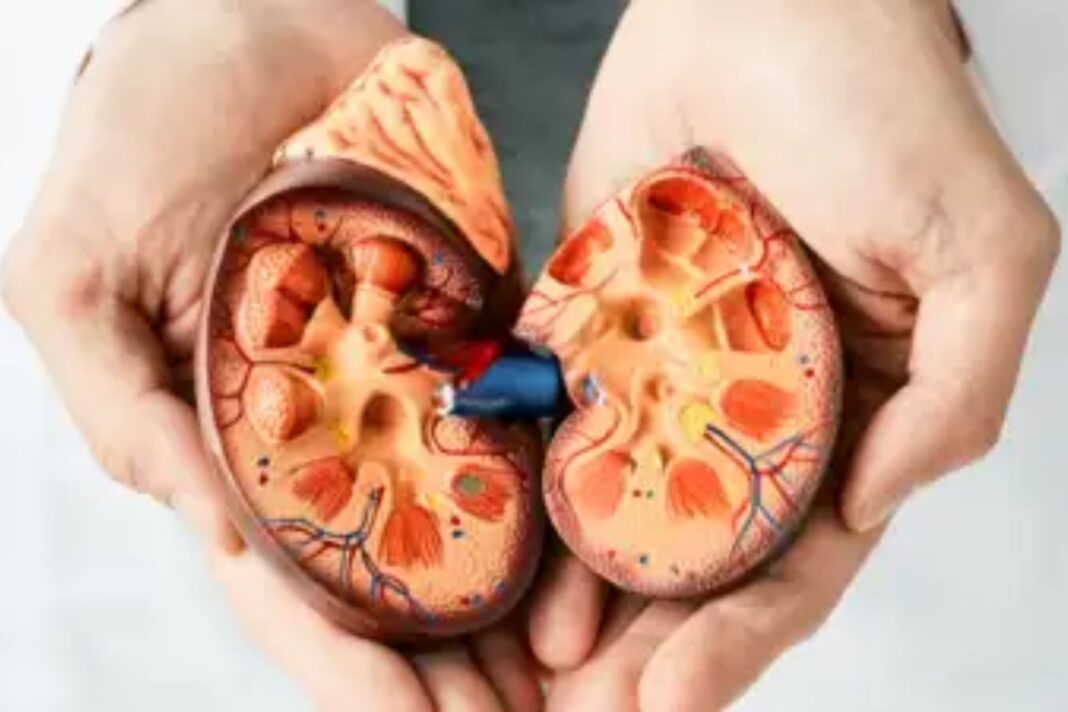 Kidney Health