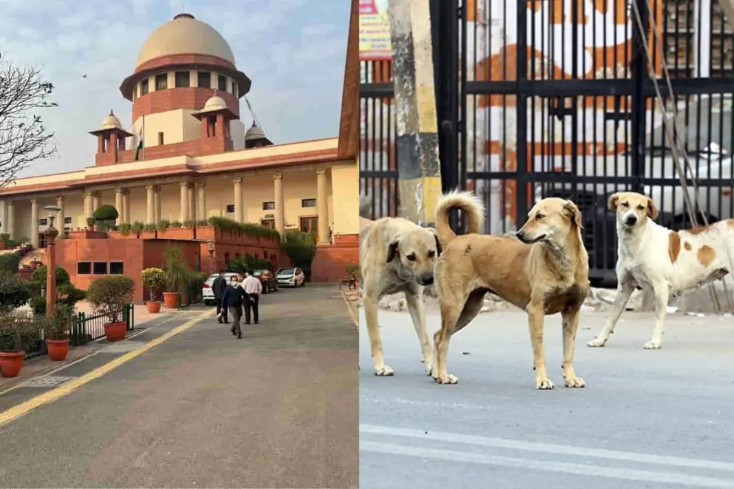 SC- on- Stray- Dogs
