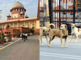 SC- on- Stray- Dogs