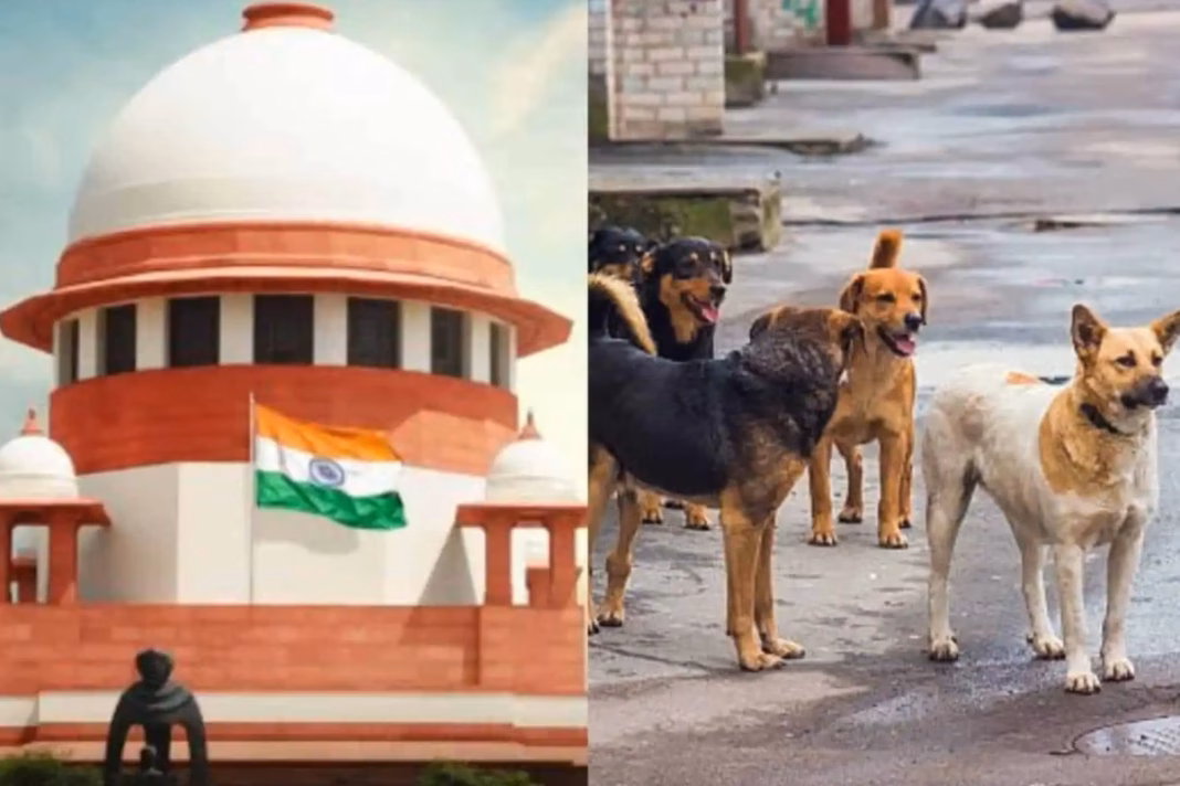 SC- on- Stray- Dogs