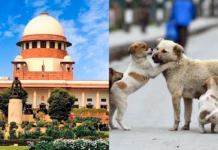 SC on Stray Dogs: Big Respite For Dog Lovers ! Supreme Court Revises Stray Dog Order in Delhi NCR, Sterilised Dogs to Be Released, Check Details SC- on- Stray- Dogs
