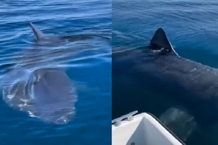 Viral Video (15) Viral Video