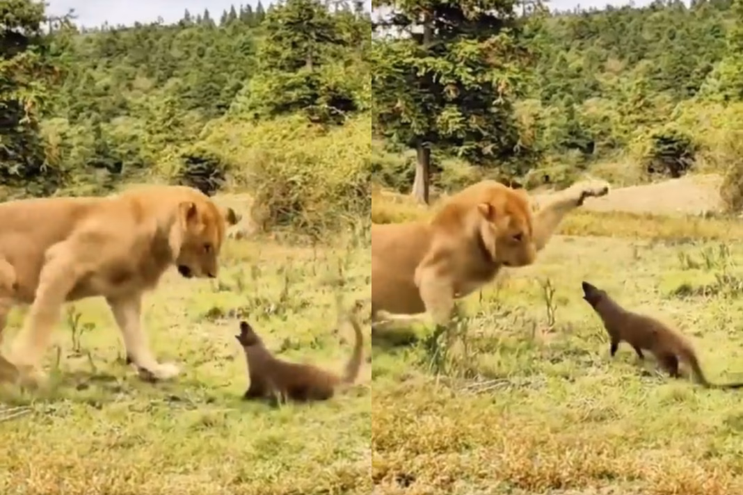 Viral Video