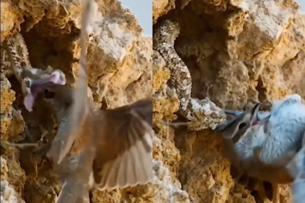 Viral Video