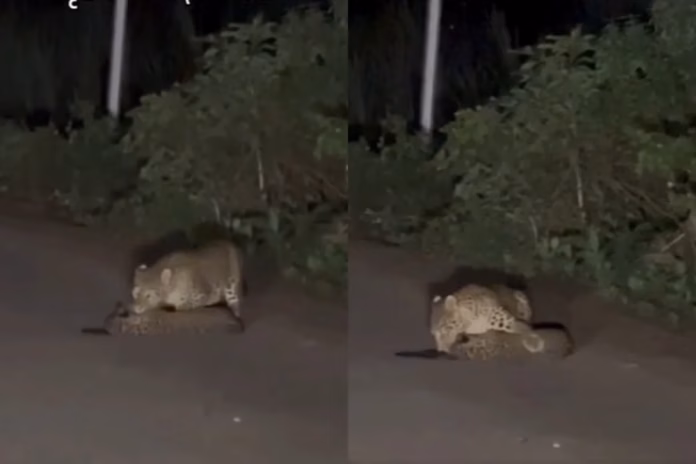 Maharashtra Viral Video