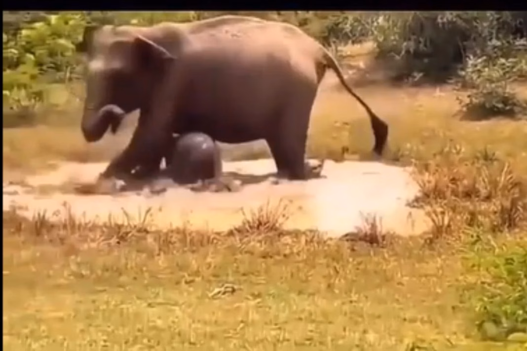 Viral Video