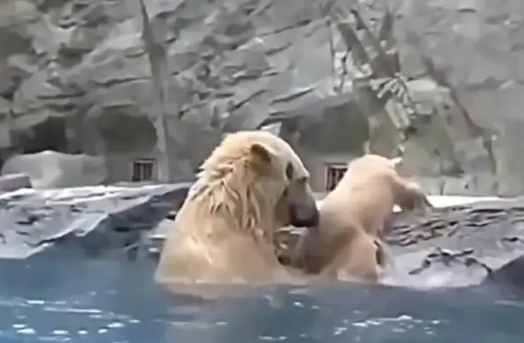 Viral Video