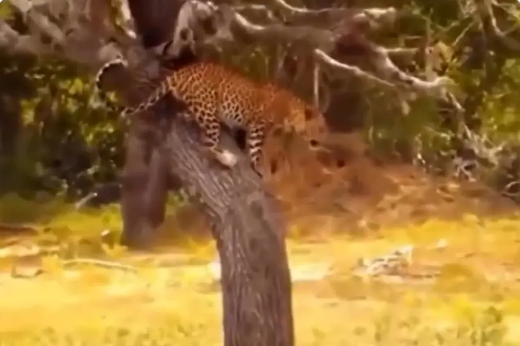 Viral Video