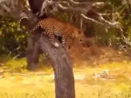 Viral Video