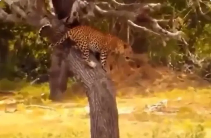 Viral Video