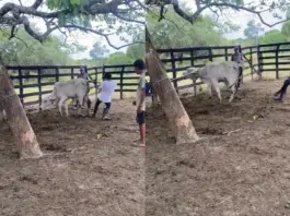 Viral Video