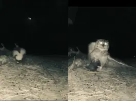 Viral Video