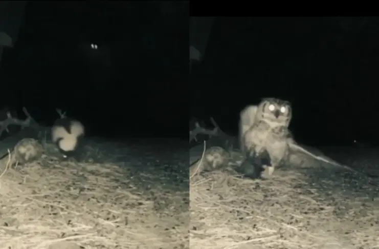 Viral Video