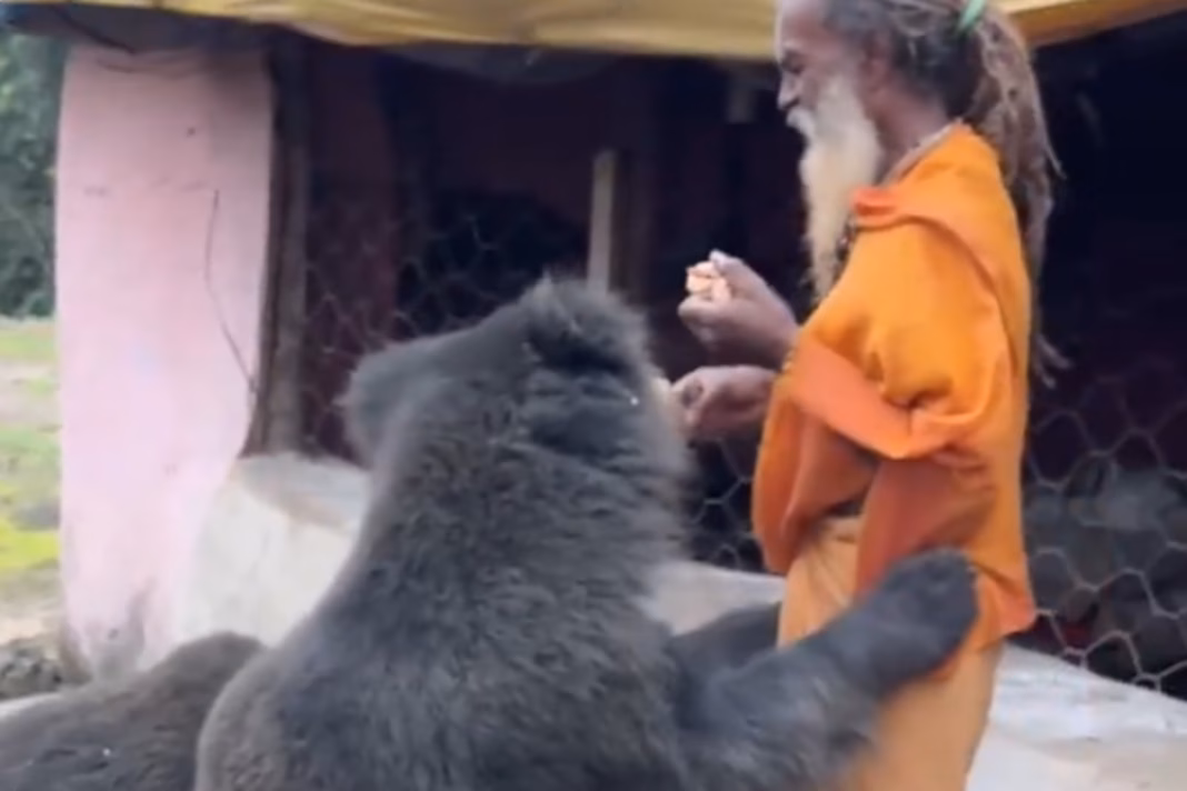 Viral Video