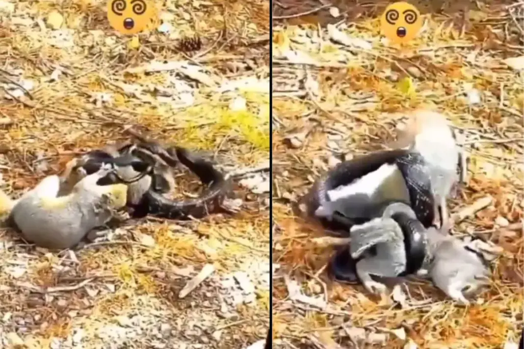 Viral Video