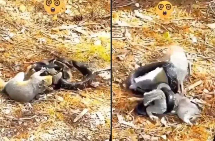 Viral Video