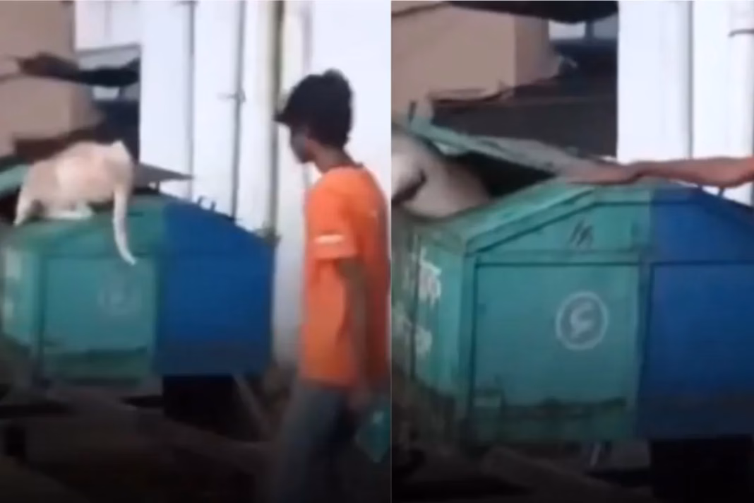 Viral Video