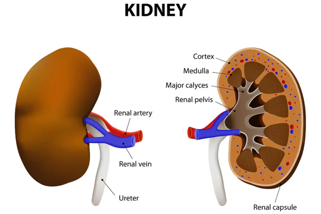 kidney
