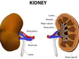 kidney