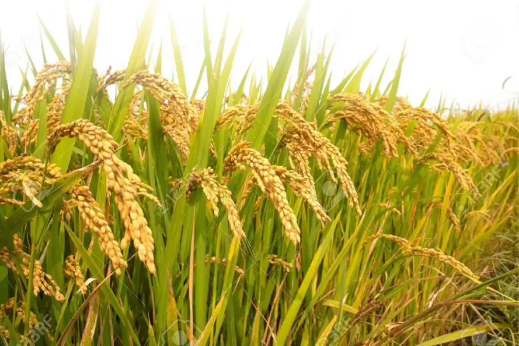 Punajb News Punajb News