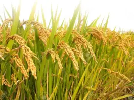 Punajb News