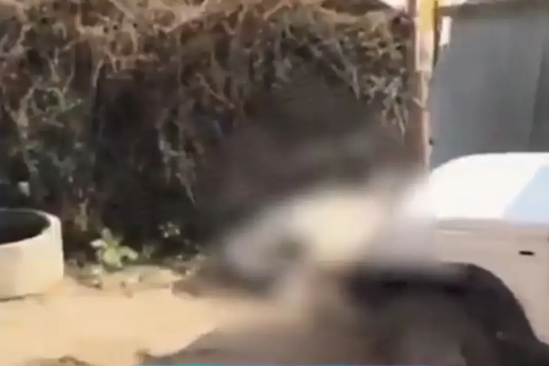 Viral Video
