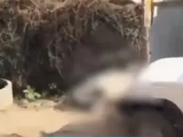 Viral Video