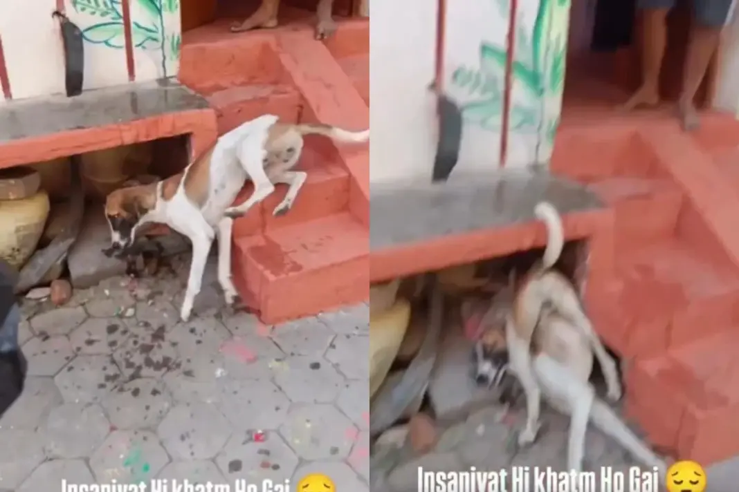 Viral Video