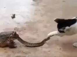 Viral Video