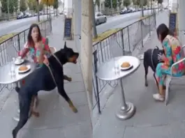 Viral Video