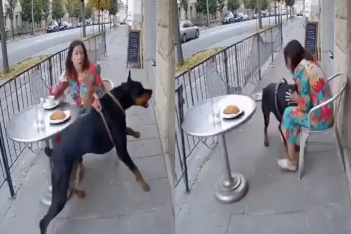 Viral Video (22) Viral Video