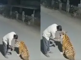 Viral Video: Labourer Mistakes Bengal Tiger for a “Big Cat” and Pats It After Card Game in Pench, Netizens Search For His Drink Recipe Viral Video