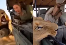 Viral Video: When Death Stared Right Through… Lion Leaps Onto Safari Jeep, Tourists Hold Breath as Death Looms Inches Away Viral Video