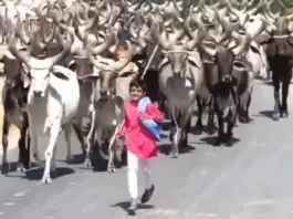Viral Video