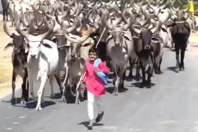Viral Video