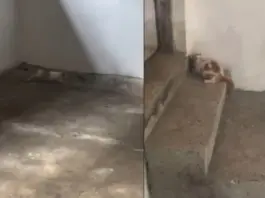 Viral Video