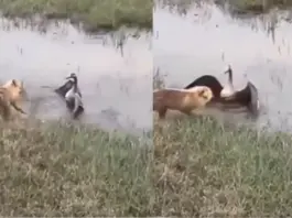 Viral Video