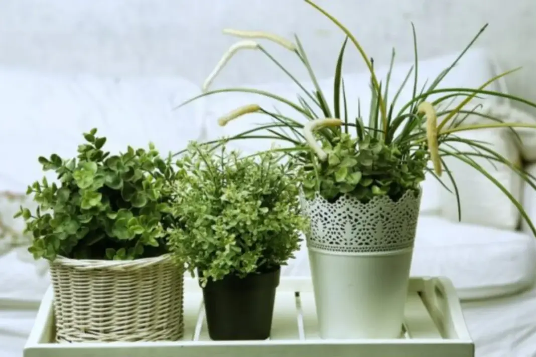 Bedroom Plants