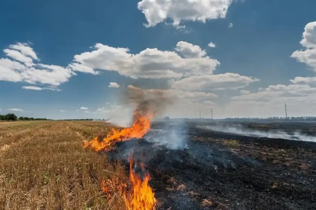 Stubble burning