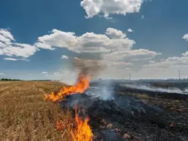 Stubble burning