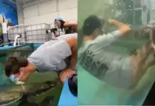 Viral Video: Man Tries Feeding Giant Arapaima With Fish in His Mouth, Gets Shocked as Beast Lunges and Sends Him Splashing In Viral Video